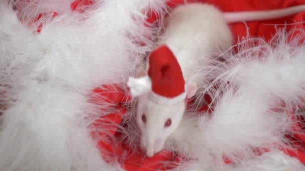 Білий щур у маленькій шапці Санта виглядає з капелюха Санти на червоному тлі. Різдвяна листівка. символ року 2020 — стокове відео