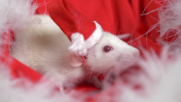 Rata blanca en una pequeña gorra Santa mira desde un sombrero de Santa sobre un fondo rojo. Tarjeta de Navidad. símbolo del año 2020 — Vídeo de stock