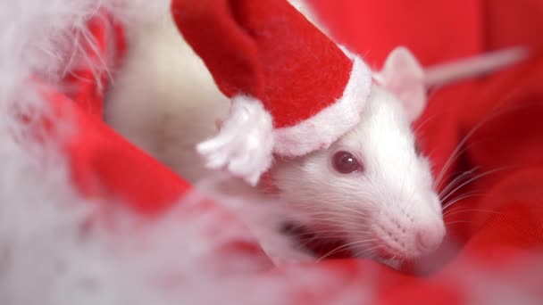 Белая крыса в маленькой кепке Санты выглядит из шляпы Санты на красном фоне. Рождественская открытка символ 2020 года — стоковое видео