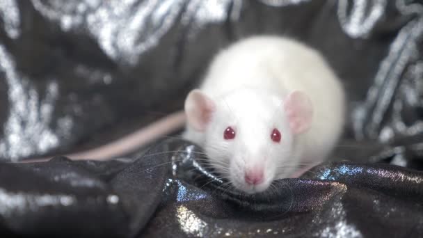 Biały szczur na ciemnoszarym srebrnym tle. miejsce kopiowania, symbol chińskiego nowego roku — Wideo stockowe