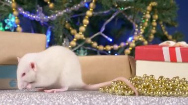 Noel ağacı ve hediyelerbir arka plan üzerinde küçük beyaz sıçan. Çin takviminde 2020 hayvan sembolü