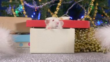 Küçük bir beyaz sıçan bir Noel ağacı ve hediyeler arka plan karşı bir hediye kutusundan peeks. Çin takviminde 2020 hayvan sembolü