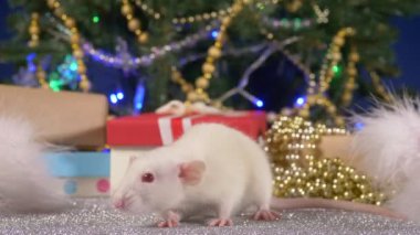 Noel ağacı ve hediyelerbir arka plan üzerinde küçük beyaz sıçan. Çin takviminde 2020 hayvan sembolü