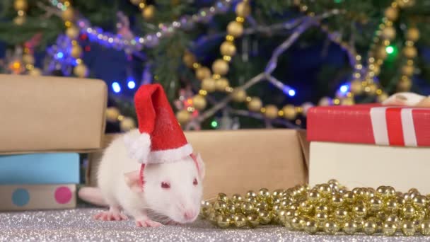 Pequeña rata blanca en un sombrero de santa contra el fondo de un árbol de Navidad y regalos. símbolo animal de 2020 en el calendario chino — Vídeo de stock