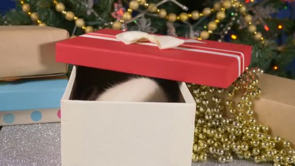หนูขาวตัวเล็ก ๆ มองออกจากกล่องของขวัญกับพื้นหลังของต้นคริสต์มาสและของขวัญ สัญลักษณ์สัตว์ของปี 2020 ในปฏิทินจีน — วีดีโอสต็อก