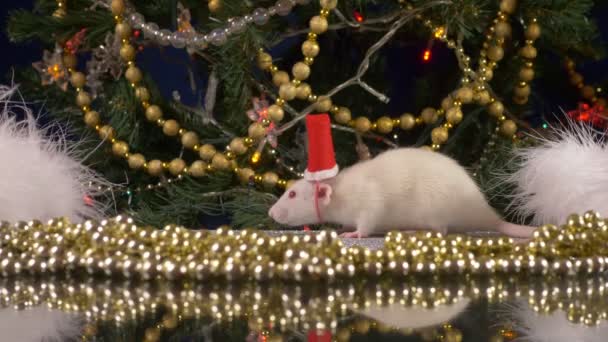 Una pequeña rata blanca con una gorra de Santa Claus sobre el fondo del árbol de Navidad está mirando a la cámara. símbolo animal de 2020 en el calendario chino — Vídeos de Stock