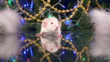 Noel ağacının arka planında küçük beyaz bir fare. Çin takviminde 2020 hayvan sembolü