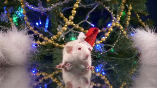 Ένας μικρός λευκός αρουραίος σε ένα καπέλο της Σάντα στο φόντο του χριστουγεννιάτικου δέντρου κοιτάζει την κάμερα. ζώο σύμβολο του 2020 στο κινεζικό ημερολόγιο — Αρχείο Βίντεο