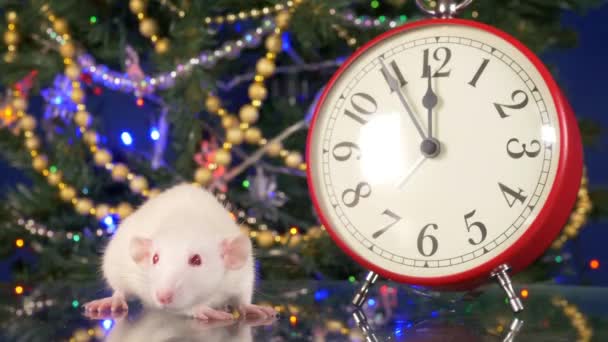 Kleine witte rat in de buurt van de klok op de achtergrond van de kerstboom. vijf minuten voor ratten Nieuwjaar. Symbool van het Chinese Nieuwjaar — Stockvideo