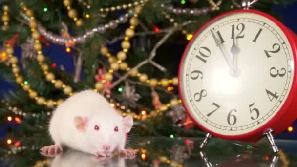 Kis fehér patkány az óra mellett a háttérben a karácsonyfát. öt jegyzőkönyv-hoz a francba új év. A kínai újév szimbóluma — Stock videók