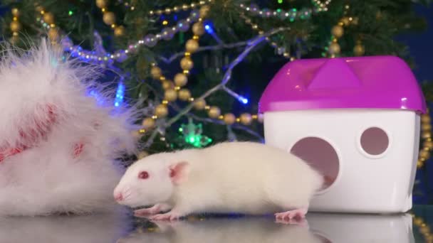 Rat blanc, symbole du Nouvel An 2020. rat métallique et sa maison sur le fond de l'arbre de Noël — Video