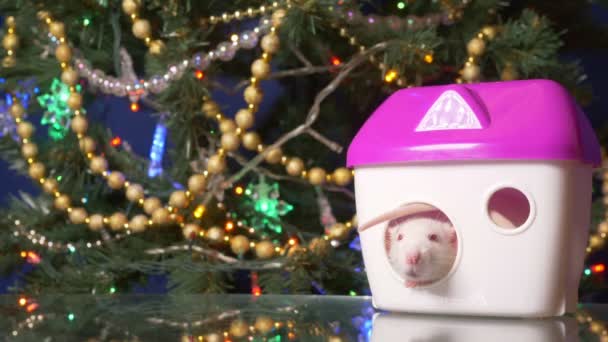 Witte rat, symbool van het nieuwe jaar 2020. metalen rat en haar huis op de achtergrond van de kerstboom — Stockvideo