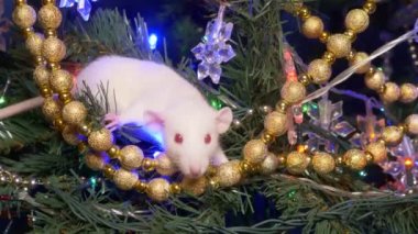 beyaz sıçan, Noel hayvan 2020. altın ve çok renkli çelenk arasında bir Noel ağacı üzerinde oturur