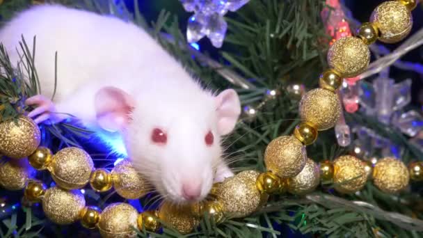 Λευκός αρουραίος, χριστουγεννιάτικο ζώο 2020. κάθεται σε ένα χριστουγεννιάτικο δέντρο μεταξύ χρυσού και πολύχρωμες γιρλάντες — Αρχείο Βίντεο