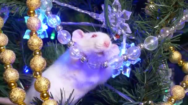 Witte rat, Kerstmis dier 2020. zit op een kerstboom tussen goud en veelkleurige slingers — Stockvideo