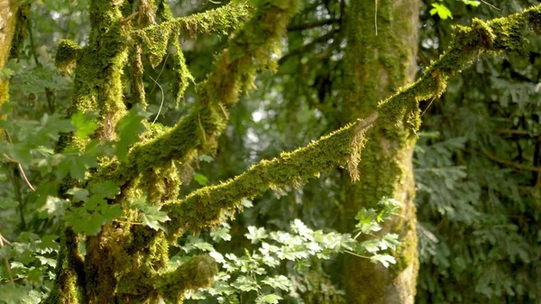 Close-up, takken van bomen bedekt met mos. mystieke bos. — Stockfoto