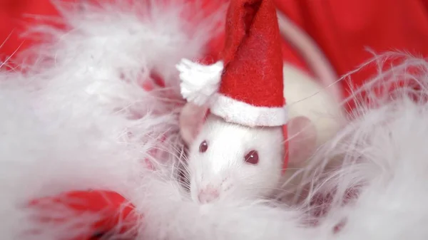 Rata blanca en una pequeña gorra Santa mira desde un sombrero de Santa sobre un fondo rojo. Tarjeta de Navidad. símbolo del año 2020 —  Fotos de Stock