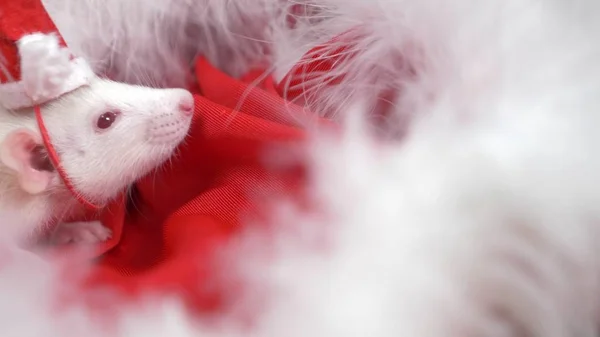 小さな帽子のサンタの白いネズミは、赤い背景にサンタの帽子から外を見ます。クリスマスカード2020年のシンボル — ストック写真