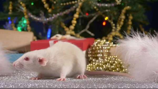 Pequeña rata blanca sobre un fondo de árbol de Navidad y regalos. símbolo animal de 2020 en el calendario chino —  Fotos de Stock
