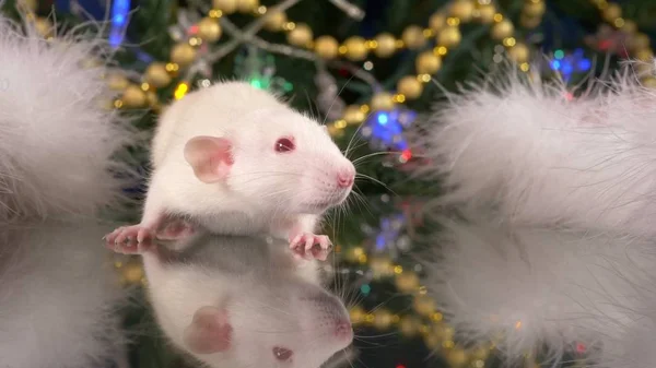 Pequeña rata blanca sobre un fondo del árbol de Navidad. símbolo animal de 2020 en el calendario chino —  Fotos de Stock