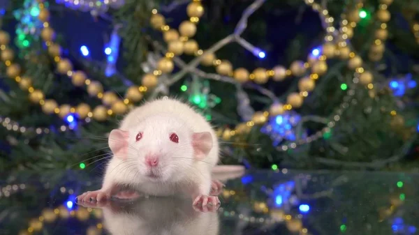 Pequeña rata blanca sobre un fondo del árbol de Navidad. símbolo animal de 2020 en el calendario chino —  Fotos de Stock