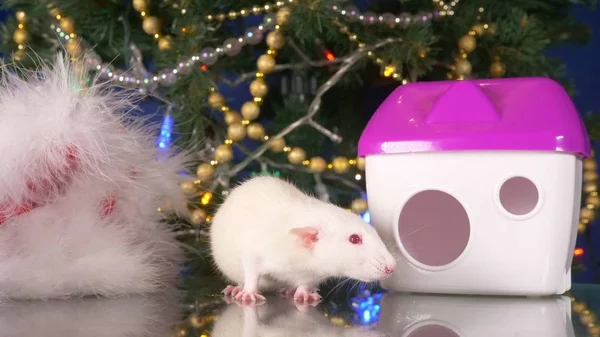 Beyaz sıçan, Yeni Yıl 2020 Sembolü. metal sıçan ve Noel ağacının arka planda onun evi — Stok fotoğraf