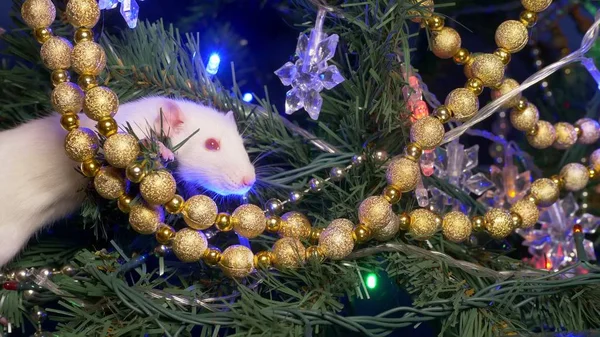 Rata blanca, animal de Navidad 2020. se sienta en un árbol de Navidad entre el oro y las guirnaldas multicolores —  Fotos de Stock