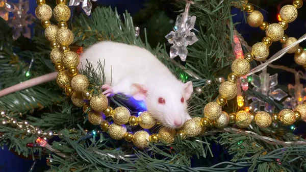 Beyaz sıçan, Noel hayvan 2020. altın ve çok renkli çelenk arasında bir Noel ağacı üzerinde oturur — Stok fotoğraf