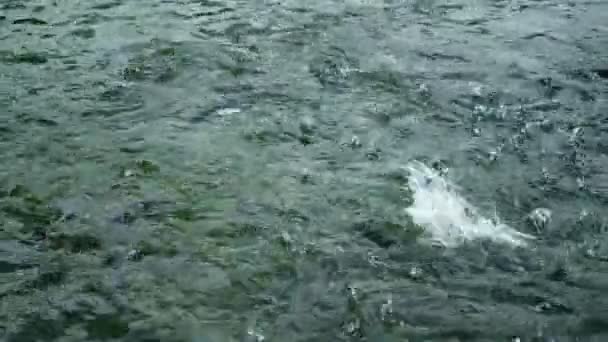 Regnbåge. En grupp fiskar simmar i vattnet. — Stockvideo
