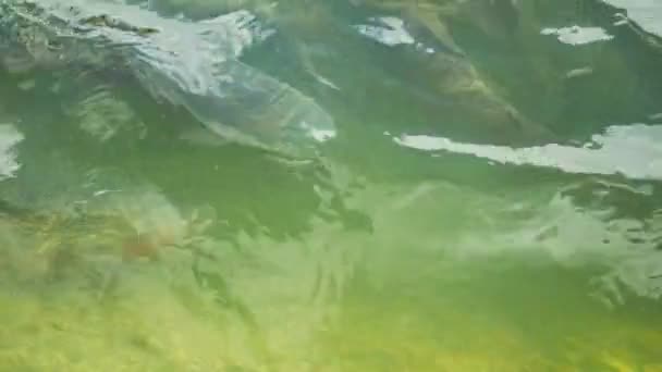Szivárványos pisztráng. Egy csoport hal úsznak a vízben. — Stock videók