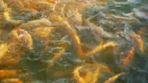 Närbild. bärnsten gyllene öring. fisk som flyter fritt i vatten på en fiskodling. — Stockvideo