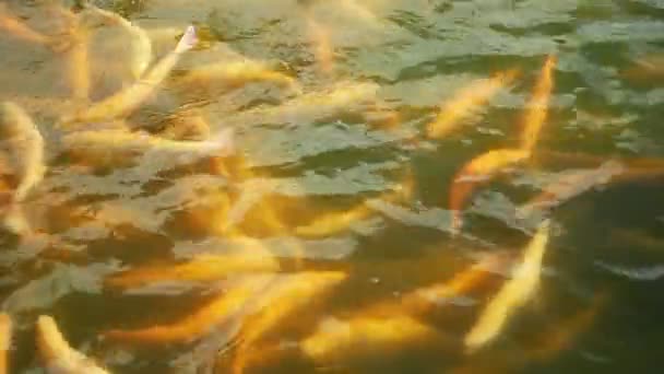 Gros plan. truite dorée ambre. poissons flottant librement dans l'eau dans une pisciculture . — Video