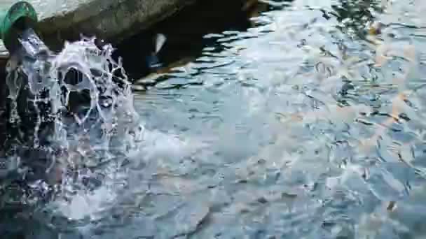 Mehrfarbige, künstlich gezüchtete Forellen, weiß, blau im Teich einer Forellenzucht. — Stockvideo