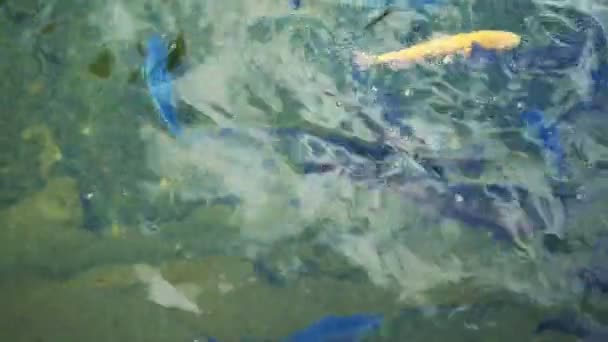 Truta multicolorida, criada artificialmente, branca, azul em uma lagoa em uma fazenda de trutas . — Vídeo de Stock