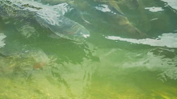 Regnbåge. En grupp fiskar simmar i vattnet. — Stockfoto