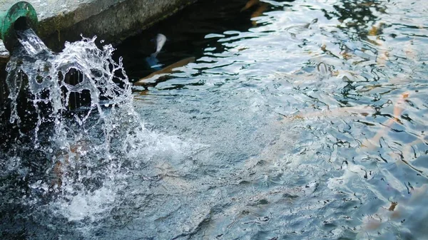 Mehrfarbige, künstlich gezüchtete Forellen, weiß, blau im Teich einer Forellenzucht. — Stockfoto