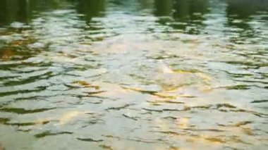 Close. kehribar altın alabalık. balık çiftliğinde suda serbestçe yüzen balık.