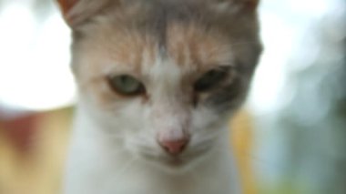 Close. bir evsiz beyaz-kırmızı kedi yüz portresi