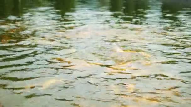 Primer plano. Trucha de oro ámbar. peces flotando libremente en el agua en una piscifactoría . — Vídeos de Stock