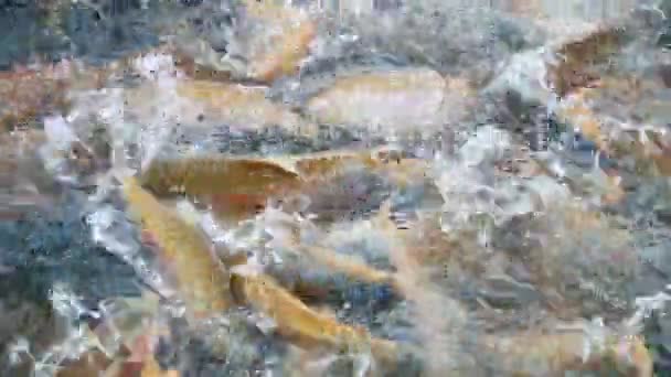 Γκρο πλαν. πορτοκαλί χρυσή πέστροφα. ψάρια που επιπλέουν ελεύθερα σε νερό σε ιχθυοτροφείο. — Αρχείο Βίντεο