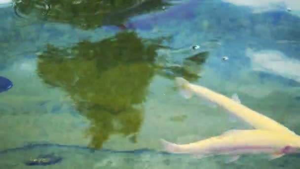 Multi-colored, artificially bred trout, white, blue in a pond on a trout farm. — Stock Video