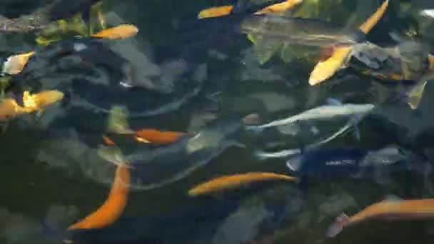 Mehrfarbige, künstlich gezüchtete Forellen, weiß, blau im Teich einer Forellenzucht. — Stockvideo