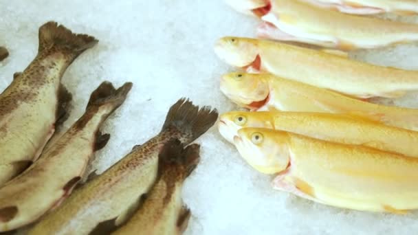 Gold and rainbow trout on a counter in ice — Stock Video