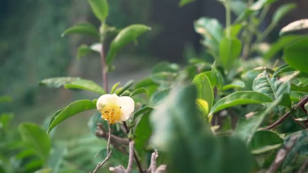 Té floreciente. flor del té blanco sobre un fondo de hojas de té . — Vídeos de Stock