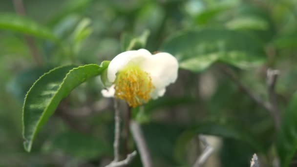 Té floreciente. flor del té blanco sobre un fondo de hojas de té . — Vídeos de Stock