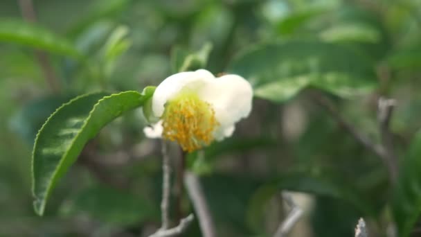 Té floreciente. flor del té blanco sobre un fondo de hojas de té . — Vídeo de stock