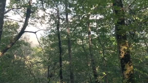 Вид от первого лица. деревья в летнем лесу — стоковое видео