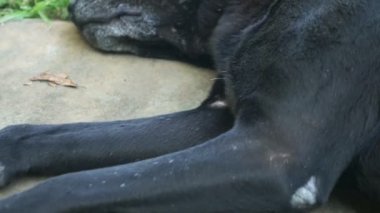 Siyah evsiz yaralı köpek huzursuzca uyur.