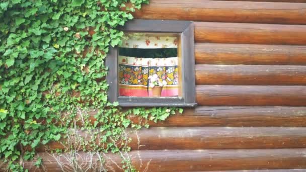 Green ivy wall with a window of a wooden house. copy space — Stock Video