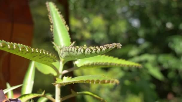 Kalanchoe, El primer plano de las hojas que brotan de la hoja madre de la planta de vida — Vídeo de stock